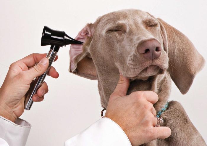 Come trattare l'otite nei cani
