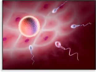 ovulacije in spočetja