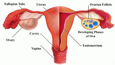 probabilità di concepimento il giorno dell'ovulazione
