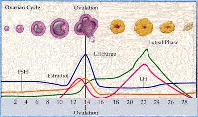 raspored ovulacije