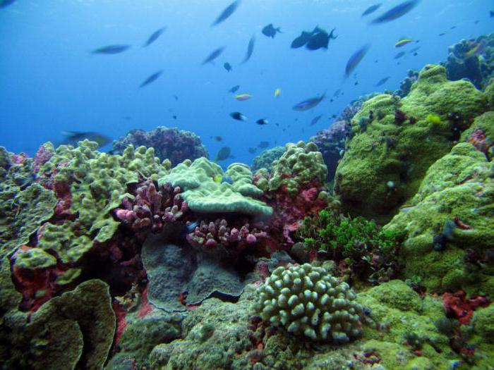 Описание на биологичния свят на Тихия океан