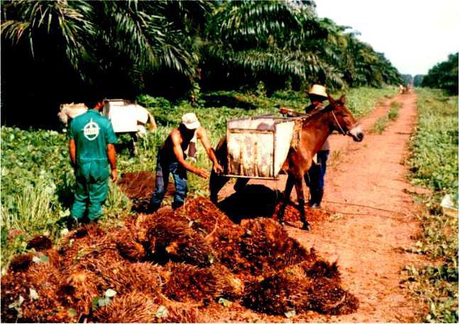 вреда на палмовия олеин
