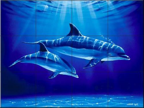 panel delfíny dlaždice