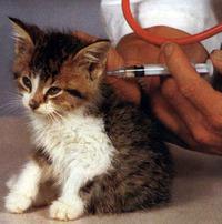 trattamento con gatti panleucopenia