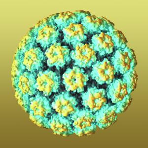papilloma virus, co to je