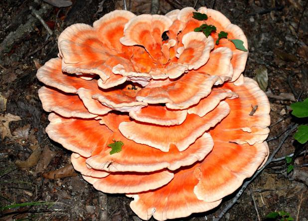Parazitické houby (příklady)
