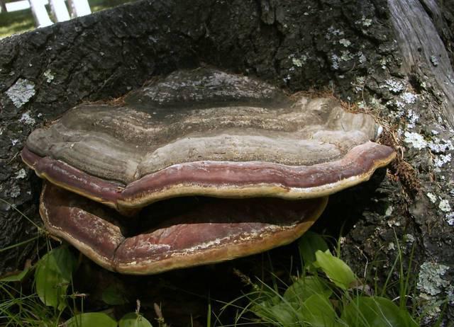 Mushroom parazit tinder