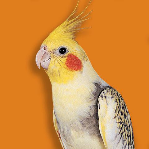 parrot Corella vlasniku recenzije