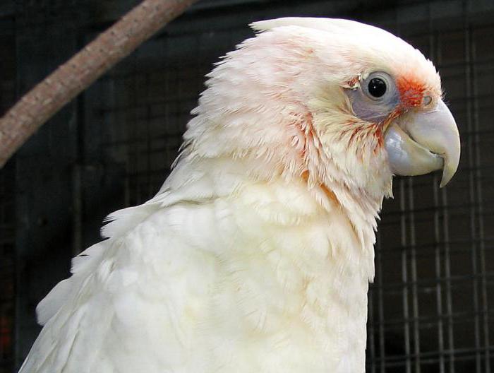 Corella papoušek nebo vlnité recenze majitelů