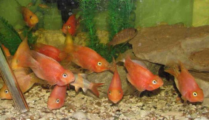 папагаји акваријумске рибе