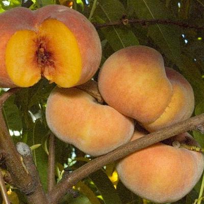 brzoskwinie figowe