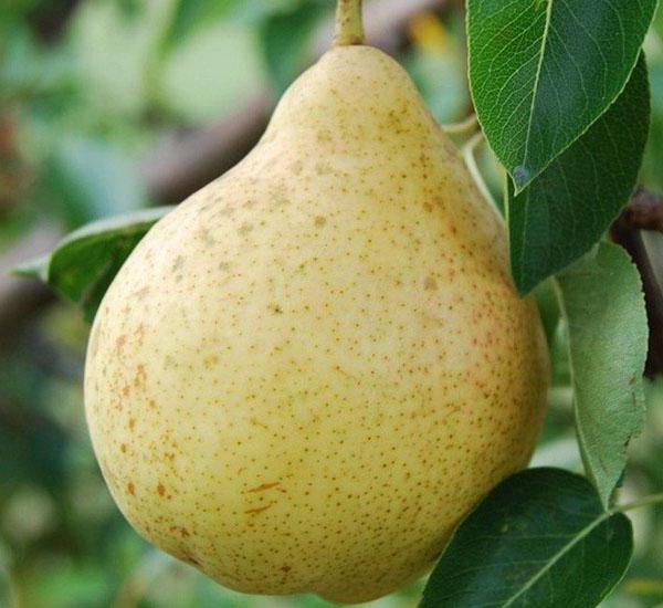 Muscovite pear photo opis pregledov