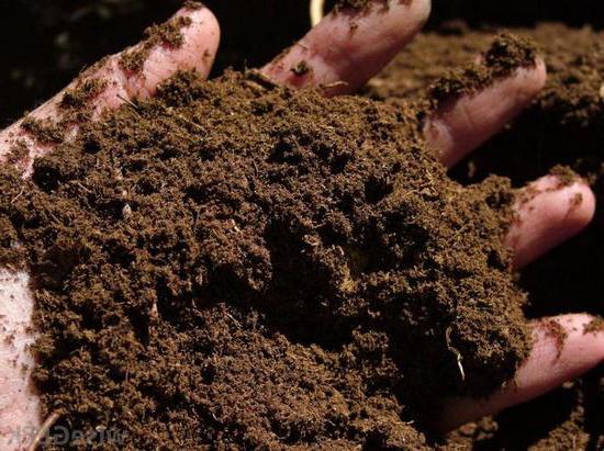 fertilizzante organico di torba
