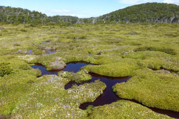 bažina sphagnum zachovává permafrost
