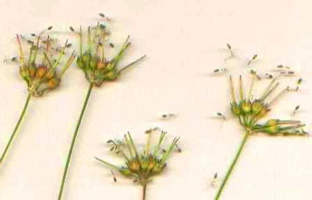 semi di pelargonium