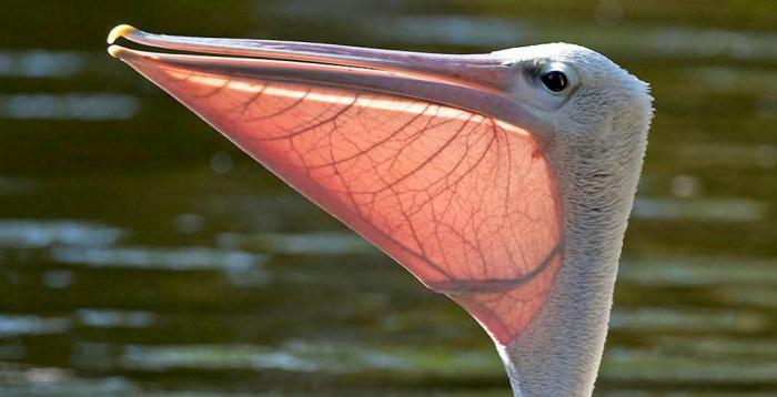 styl życia pelikanów