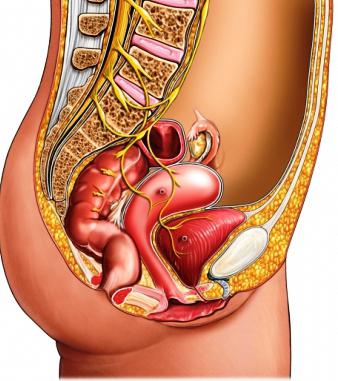 ženski zdjelični organi