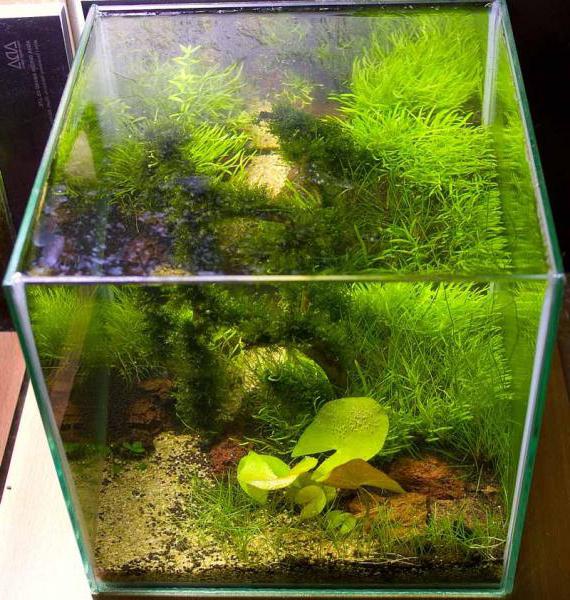 vodní rostliny pro akvárium