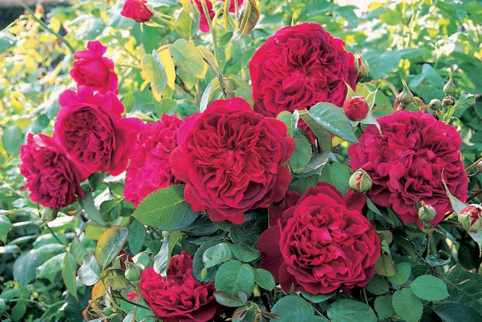 sorte božurnih ruža