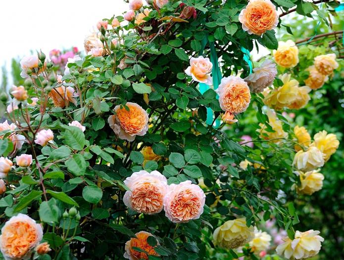 fotografija božurnih ruža