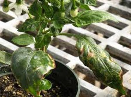 Bolezni paprike v rastlinjaku