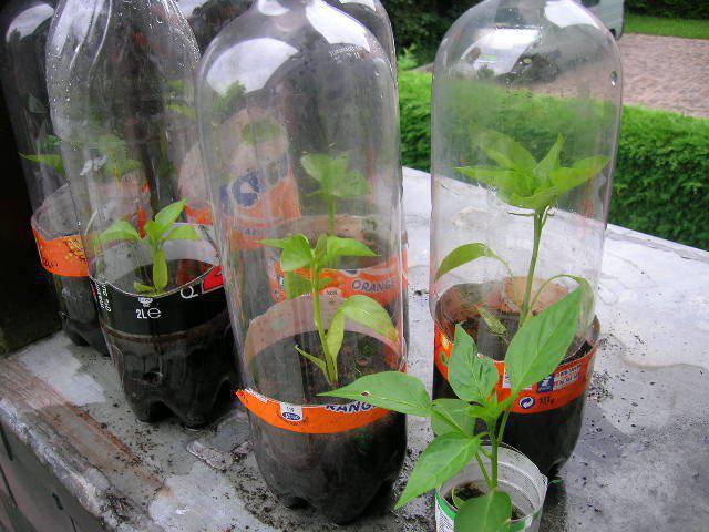 piantare e curare il pepe in serra