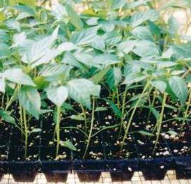 uzgoj sadnica papra