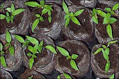 kako rastu sadnice papra