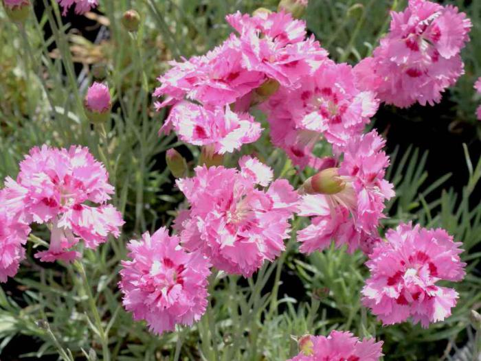 Carnation Garden Care