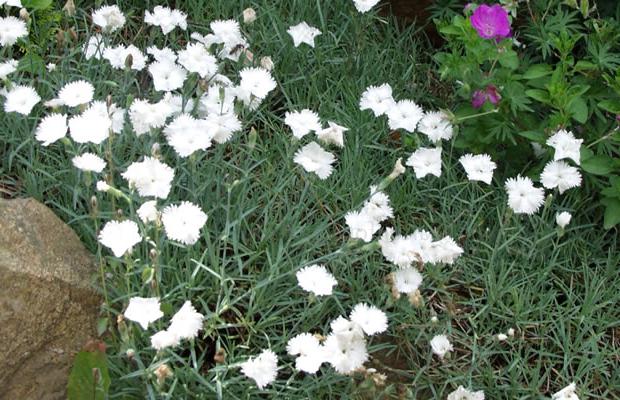 Karafiátová květinová zahrada