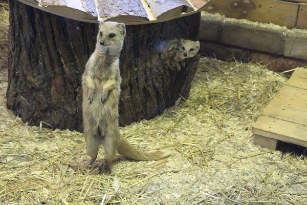 životinje iz zoološkog vrta u Permu
