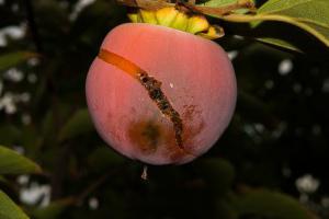 как да се различи Райска ябълка