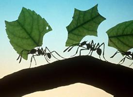 как да се отървем от мравки