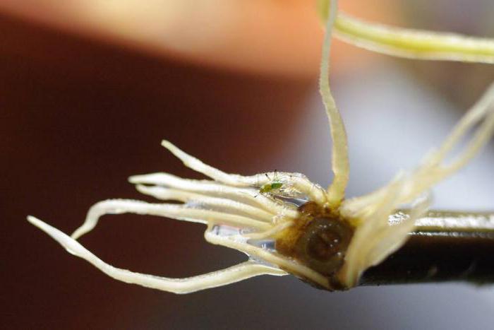 reprodukce petunia řízků doma