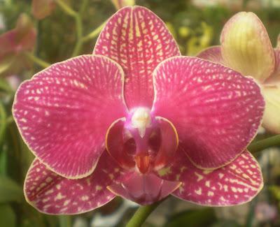 phalaenopsis chov orchidejí