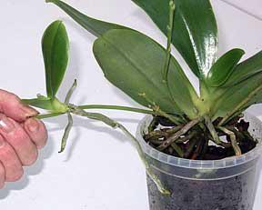 reprodukci orchidea phalaenopsis doma
