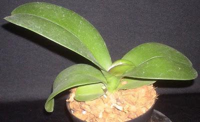 Размножаване на снимки на орхидеи от фаленопсис