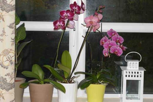 phalaenopsis domácí reprodukce