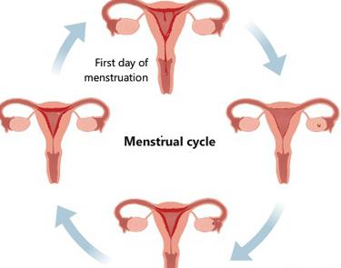 fazy cyklu menstruacyjnego