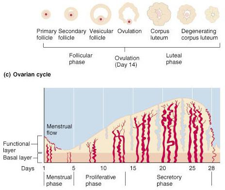 czas trwania cyklu miesiączkowego