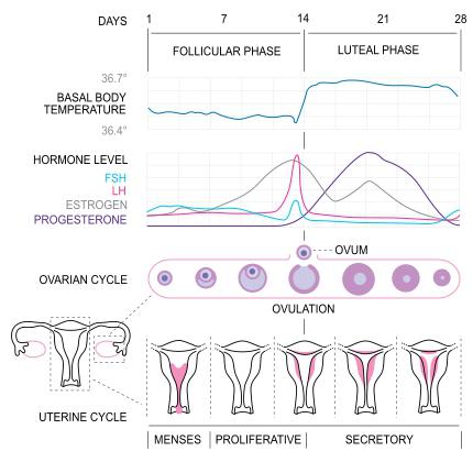 1 fase del ciclo mestruale