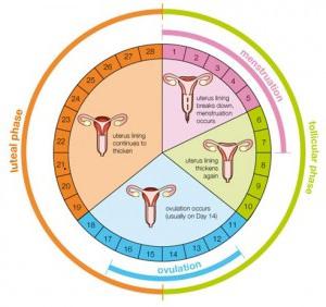 fase luteale del ciclo mestruale