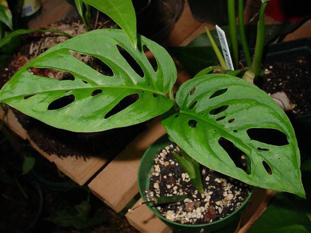 Philodendron домашни грижи трансплантация