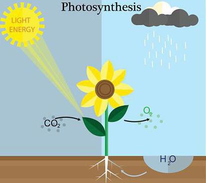 Fotosinteza: kaj je