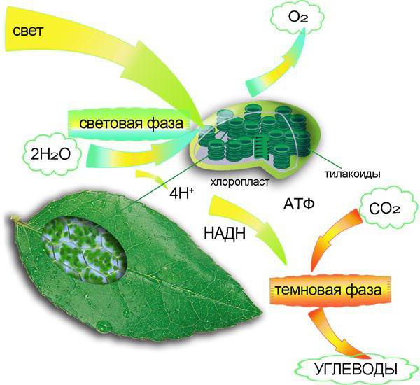 Fotosyntéza se vyskytuje v