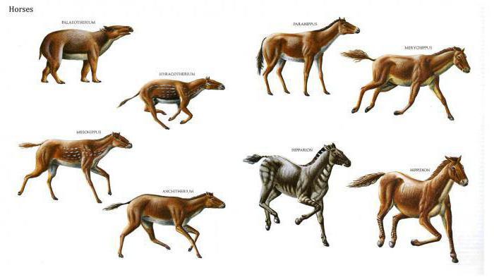 liczba filogenetyczna koni