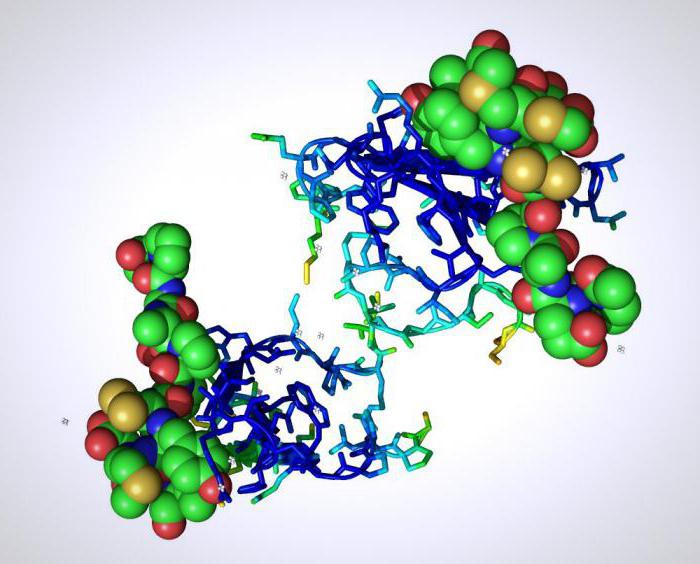 sinteza proteina u stanici
