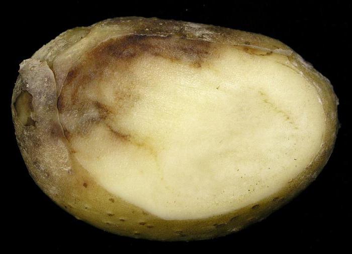 pozdní blata brambor