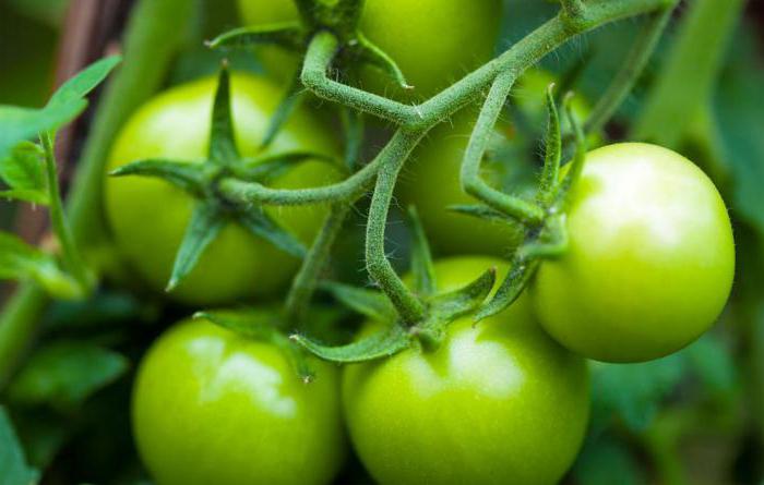przepis na kiszone pomidory w rondlu