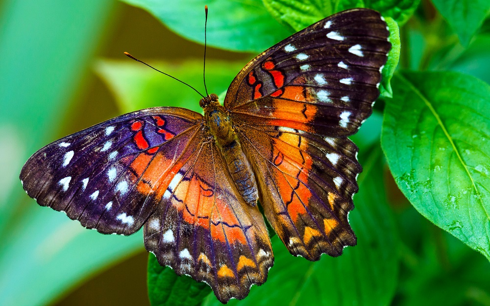Krásný motýl